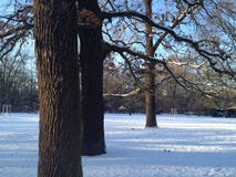 Bello paesaggio di inverno in Berlin Park Hasenheide con terra, gli alberi, il cielo blu e la luce innevati di Sun immagine stock libera da diritti Bello paesaggio di inverno in Berlin Park Hasenheide con terra, gli alberi, il cielo blu e la luce innevati di Sun immagine stock libera da diritti