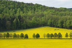 Bello paesaggio rurale del seme di ravizzone di fioritura con la foresta lontano fotografia stock libera da diritti Bello paesaggio rurale del seme di ravizzone di fioritura con la foresta lontano fotografia stock libera da diritti