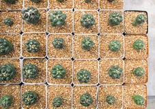 Bello piccolo cactus nel vaso all'azienda agricola fotografia stock libera da diritti Bello piccolo cactus nel vaso all'azienda agricola fotografia stock libera da diritti