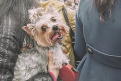 Bello piccolo cane dai capelli lunghi che appende in una borsa scura nel negozio che aspetta il padrone un giorno soleggiato fotografie stock Bello piccolo cane dai capelli lunghi che appende in una borsa scura nel negozio che aspetta il padrone un giorno soleggiato fotografie stock