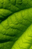 Bello primo piano del fondo verde di struttura della foglia Fotografie Stock Bello primo piano del fondo verde di struttura della foglia Fotografie Stock