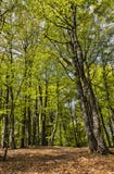 Sentiero per pedoni in una bella foresta verde fotografia stock libera da diritti Sentiero per pedoni in una bella foresta verde fotografia stock libera da diritti