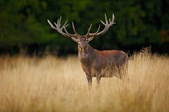 Bellow majestic powerful adult red deer stag outside autumn forest, Dyrehave, Denmark stock photography Bellow majestic powerful adult red deer stag outside autumn forest, Dyrehave, Denmark stock photography