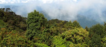 Bemost bos, Gunung Brinchang stock foto's Bemost bos, Gunung Brinchang stock foto's