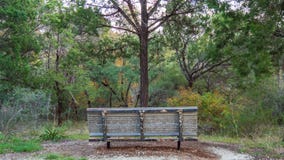 Bench in forest trail park facing a single tree growing just in front of it, with forest further away royalty free stock images Bench in forest trail park facing a single tree growing just in front of it, with forest further away royalty free stock images