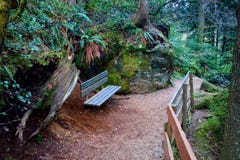 Bench On Path, Snoqualmie Forest Stock Photography