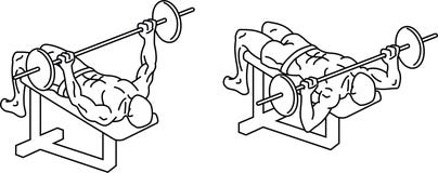 Bench press. Exercises and training with weights royalty free illustration Bench press. Exercises and training with weights royalty free illustration