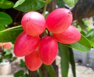 Bengal-Korinthen Carunda oder Karonda zacken Frucht auf Baum im Garten aus Frucht für Gesundheit und hohes Vitamin Lizenzfreie Stockfotografie Bengal-Korinthen Carunda oder Karonda zacken Frucht auf Baum im Garten aus Frucht für Gesundheit und hohes Vitamin Lizenzfreie Stockfotografie