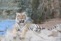 Bengal Tiger Lying On A Rock. Stock Photos