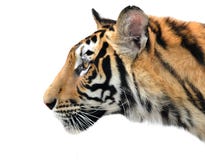 Bengal-Tigergesicht lokalisiert stockfotografie Bengal-Tigergesicht lokalisiert stockfotografie