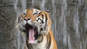 Bengal tigers is yawning.