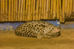 Bengalensis Prionailurus sSleeping на поле стоковая фотография rf Bengalensis Prionailurus sSleeping на поле стоковая фотография rf