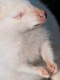 Bennett& x27; s-Baumk?nguruh lizenzfreie stockfotos Bennett& x27; s-Baumk?nguruh lizenzfreie stockfotos