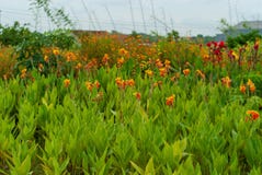 Bereichsansicht der Blumenplantage, undeutliche Hintergründe stockfoto Bereichsansicht der Blumenplantage, undeutliche Hintergründe stockfoto