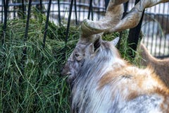 Berg wilde geit stock foto Berg wilde geit stock foto