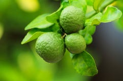 Bergamot arkivfoto Bergamot arkivfoto