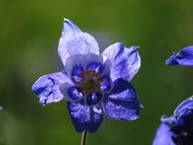 Bergblomma efter regnet royaltyfri fotografi Bergblomma efter regnet royaltyfri fotografi