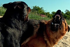3 Manières De Identifier Un Rottweiler Wikihow
