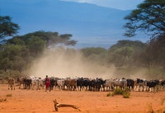 Berger de masai avec le troupeau de vaches images stock Berger de masai avec le troupeau de vaches images stock