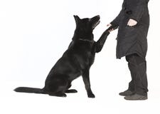 Berger Dogs Paw photographie stock libre de droits Berger Dogs Paw photographie stock libre de droits