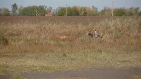 Berger Garçon Avec Fouet Dans Les Mains Chevauche Cheval Noir Sur Le Champ  Où Ses Troupeaux De Vaches Et De Béliers Sont En Pâture Banque De Vidéos -  Vidéo du pays, conduites