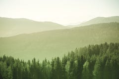 Berglandschap met sparren en pijnboombomen in de Oostenrijkse Alpen tijdens een heldere zonnige dag stock foto's Berglandschap met sparren en pijnboombomen in de Oostenrijkse Alpen tijdens een heldere zonnige dag stock foto's