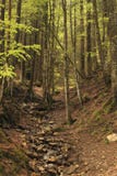 Bergström med kaskader och forsar bland träden i det alpina skogloppet till Europa, Schweiz utomhus- selektivt arkivfoton Bergström med kaskader och forsar bland träden i det alpina skogloppet till Europa, Schweiz utomhus- selektivt arkivfoton