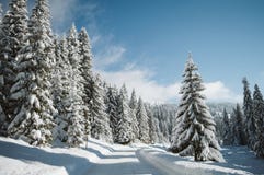 Bergweg met sneeuw wordt en met pijnboombomen die wordt geschermd behandeld die royalty-vrije stock afbeelding Bergweg met sneeuw wordt en met pijnboombomen die wordt geschermd behandeld die royalty-vrije stock afbeelding