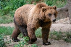 Beringianus dos arctos do Ursus do urso marrom de Kamchatka fotografia de stock Beringianus dos arctos do Ursus do urso marrom de Kamchatka fotografia de stock