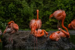 16 05 2019 Berl?n, Alemania Parque zool?gico Tiagarden El ganso gris salvaje con un pico rosado brillante camina en un prado cerc imagen de archivo libre de regalías 16 05 2019 Berl?n, Alemania Parque zool?gico Tiagarden El ganso gris salvaje con un pico rosado brillante camina en un prado cerc imagen de archivo libre de regalías