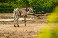 16.05.2019. Berlin, Germany. In the zoo Tiagarden the family of a zebra walks. Wild animals, horses. Eat a grass. stock images 16.05.2019. Berlin, Germany. In the zoo Tiagarden the family of a zebra walks. Wild animals, horses. Eat a grass. stock images