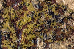 Bernaches et Lichen Pattern et textures colorés sur Shoreline photo stock Bernaches et Lichen Pattern et textures colorés sur Shoreline photo stock