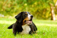 Berner Sennenhund, der auf Gras liegt stockfotos Berner Sennenhund, der auf Gras liegt stockfotos