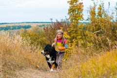 Berner Sennenhund går den stora hunden på till och med höstäng royaltyfria bilder Berner Sennenhund går den stora hunden på till och med höstäng royaltyfria bilder