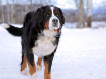 Bernese Gebirgshund stockbilder Bernese Gebirgshund stockbilder