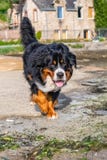 bernese hundberg arkivfoton bernese hundberg arkivfoton