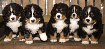 Bernese Mountain Dog Puppets Are Finaly Home Stock Photo