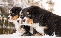 Bernese Mountain Dog Puppets Ready Play Game Royalty Free Stock Image Bernese Mountain Dog Puppets Ready Play Game Royalty Free Stock Image