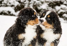 Bernese Mountain Dog Puppets Sniff Each Others Royalty Free Stock Photos Bernese Mountain Dog Puppets Sniff Each Others Royalty Free Stock Photos