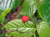 Berry, Raspberries Blackberries And Dewberries, West Indian Raspberry, Mulberry royalty free stock photography Berry, Raspberries Blackberries And Dewberries, West Indian Raspberry, Mulberry royalty free stock photography