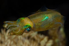 berry&#x27;s bobtail squid