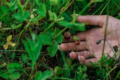 Berry strawberries in the green grass with girl`s hand stock photography Berry strawberries in the green grass with girl`s hand stock photography