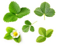 Berry strawberry leaf and flower set royalty free stock photography Berry strawberry leaf and flower set royalty free stock photography