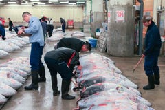 Berühmte Thunfischauktion am Tsukiji-Fischmarkt lizenzfreies stockfoto Berühmte Thunfischauktion am Tsukiji-Fischmarkt lizenzfreies stockfoto