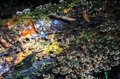 Beschaffenheit Nationalparks Gunung Mulu von Sarawak, Malaysia lizenzfreie stockbilder Beschaffenheit Nationalparks Gunung Mulu von Sarawak, Malaysia lizenzfreie stockbilder