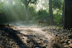 Beschmutzte Rotwild unter Sonnenstrahlen stockfotos Beschmutzte Rotwild unter Sonnenstrahlen stockfotos