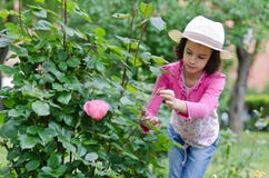 Beschneidungsrosen der kleinen Mädchen stockbilder Beschneidungsrosen der kleinen Mädchen stockbilder