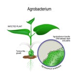 Besmette installatie en close-up van Agrobacterium tumefaciens agrobacterium overdrachtdna tussen zich en installaties vector illustratie Besmette installatie en close-up van Agrobacterium tumefaciens agrobacterium overdrachtdna tussen zich en installaties vector illustratie