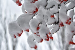 Bessen van rode die lijsterbes op takken met sneeuw worden behandeld Stock Fotografie Bessen van rode die lijsterbes op takken met sneeuw worden behandeld Stock Fotografie