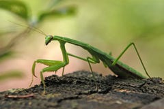 Betender Mantis stockfotos Betender Mantis stockfotos